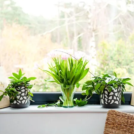 顾希尼克帕西左拉克酒店 住宿加早餐酒店