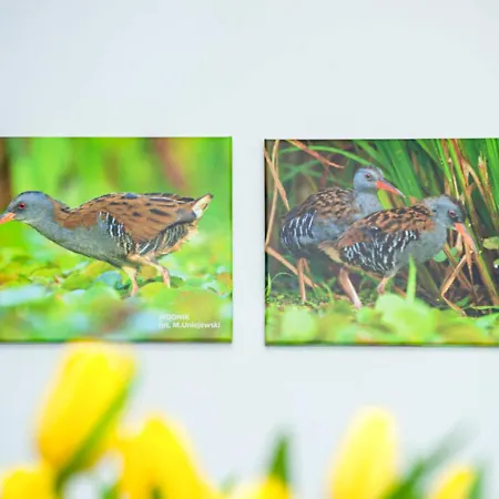 顾希尼克帕西左拉克酒店 4* 尼彻兹